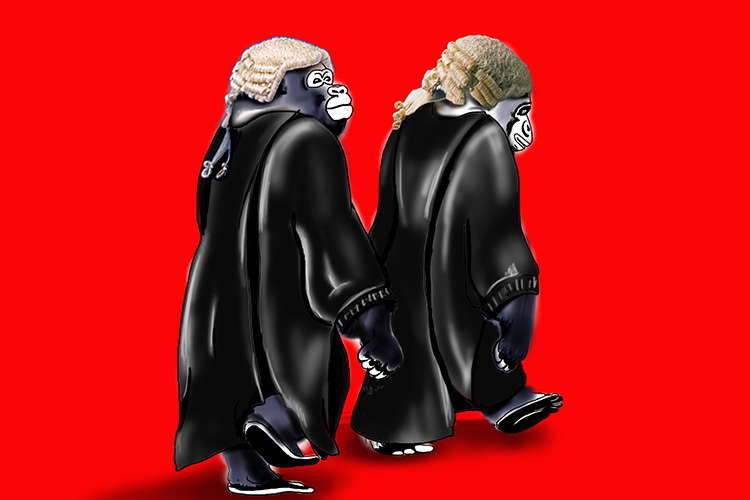 gorillas dressed as high court judges